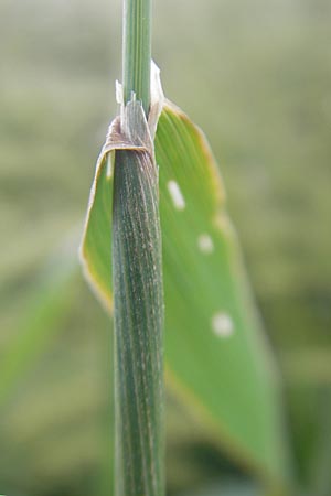 Phleum pratense \ Wiesen-Lieschgras / Timothy Grass, D Odenwald, Hammelbach 21.6.2010