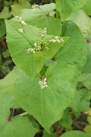 Fagopyrum tataricum \ Tatarischer Buchweizen / Green Buckwheat, D Kehl 7.9.2011