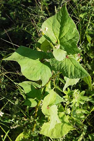 Fagopyrum tataricum / Green Buckwheat, D Mannheim 24.7.2012