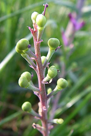 Fumaria schleicheri \ Dunkler Erdrauch / Schleicher's Fumitory, D Weinheim an der Bergstraße 25.4.2008