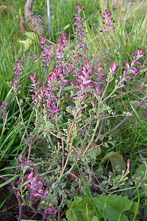 Fumaria schleicheri \ Dunkler Erdrauch / Schleicher's Fumitory, D Weinheim an der Bergstraße 25.4.2008