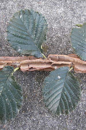 Ulmus minor \ Feld-Ulme, D Ludwigshafen 16.9.2012