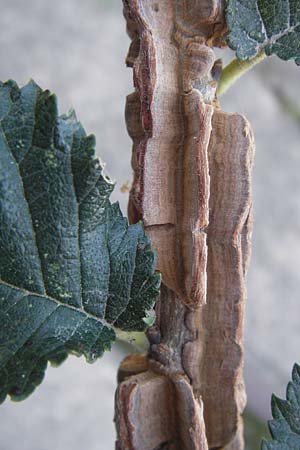 Ulmus minor \ Feld-Ulme, D Ludwigshafen 16.9.2012