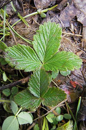 Fragaria viridis \ Knack-Erdbeere, Hgel-Erdbeere / Green Strawberry, D Günzburg 18.4.2009