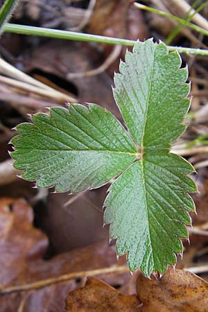 Fragaria viridis \ Knack-Erdbeere, Hgel-Erdbeere / Green Strawberry, D Günzburg 18.4.2009