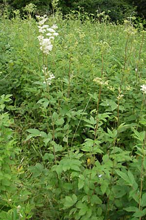 Filipendula ulmaria \ Echtes Mdes / Meadowsweet, D Lampertheim 11.6.2009