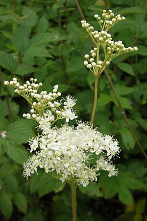 Filipendula ulmaria \ Echtes Mdes / Meadowsweet, D Lampertheim 11.6.2009