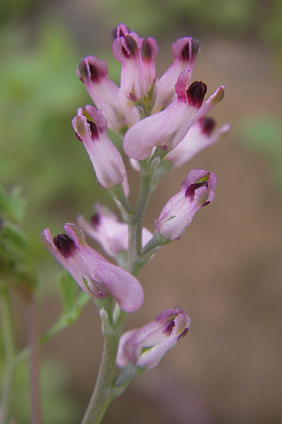 Fumaria vaillantii \ Blasser Erdrauch, D Mannheim 18.5.2010