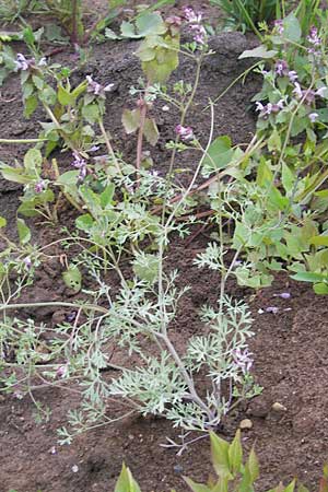 Fumaria vaillantii \ Blasser Erdrauch / Few-Flowered Fumitory, D Mannheim 19.5.2010