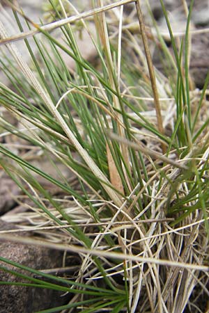 Festuca vivipara \ Brutknospen-Schwingel, D Botan. Gar.  Universit.  Tübingen 3.7.2011