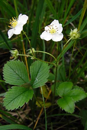 Fragaria viridis \ Knack-Erdbeere, Hgel-Erdbeere / Green Strawberry, D Ketsch 16.5.2014