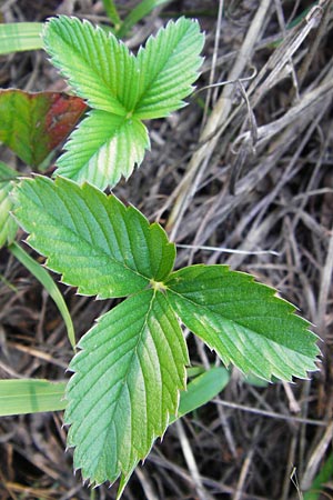 Fragaria viridis \ Knack-Erdbeere, Hgel-Erdbeere / Green Strawberry, D Ketsch 2.7.2014