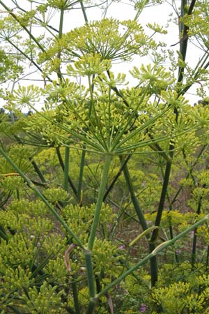 Foeniculum vulgare \ Fenchel / Fennel, D Mainz 3.8.2014