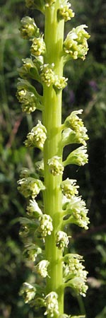 Reseda luteola \ Frber-Resede, Gelber Wau / Weld, D Mannheim 6.6.2006