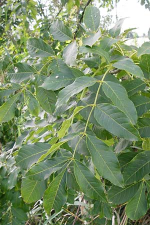 Fraxinus excelsior \ Gewhnliche Esche, D Oppenheim 9.8.2014