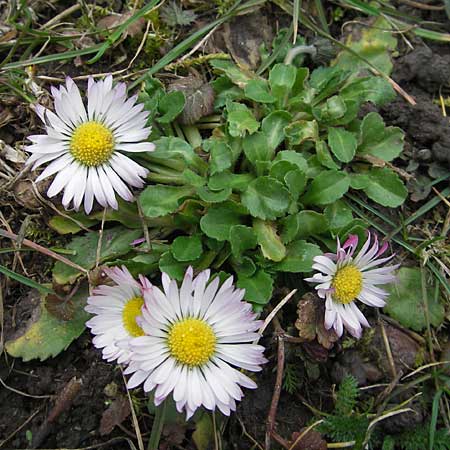 Bellis perennis \ Gnseblmchen, Tausendschn, D Weinheim an der Bergstraße 26.3.2006