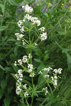 Galium album agg. \ Weies Labkraut / Hedge Bedstraw, White Bedstraw, D Mannheim 22.5.2006