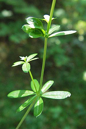 Galium palustre agg. \ Sumpf-Labkraut / Common Marsh Bedstraw, D Odenwald, Schönau 24.6.2006