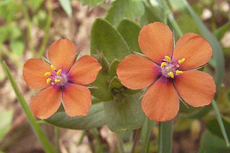 Lysimachia arvensis / Scarlet Pimpernel, Poisonweed, D Odenwald, Eiterbach 24.6.2006