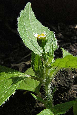 Galinsoga ciliata \ Behaartes Knopfkraut, Behaartes Franzosenkraut, D Weinheim an der Bergstraße 1.7.2006