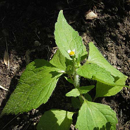 Galinsoga ciliata \ Behaartes Knopfkraut, Behaartes Franzosenkraut, D Weinheim an der Bergstraße 1.7.2006