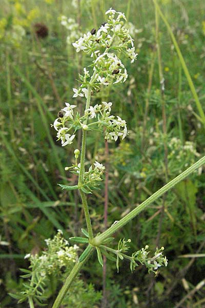 Galium album agg. \ Weies Labkraut / Hedge Bedstraw, White Bedstraw, D Neuleiningen 1.7.2006