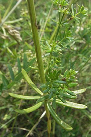 Galium album agg. \ Weies Labkraut / Hedge Bedstraw, White Bedstraw, D Neuleiningen 1.7.2006