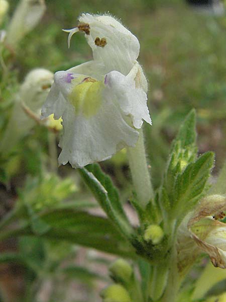 Galeopsis segetum \ Saat-Hohlzahn, D Schriesheim-Altenbach 13.7.2006