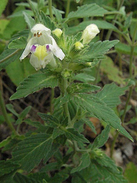 Galeopsis segetum \ Saat-Hohlzahn, D Schriesheim-Altenbach 13.7.2006