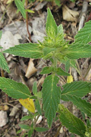 Galeopsis segetum \ Saat-Hohlzahn / Downy Hemp-Nettle, D Schriesheim-Altenbach 13.7.2006