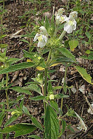 Galeopsis segetum / Downy Hemp-Nettle, D Schriesheim-Altenbach 13.7.2006