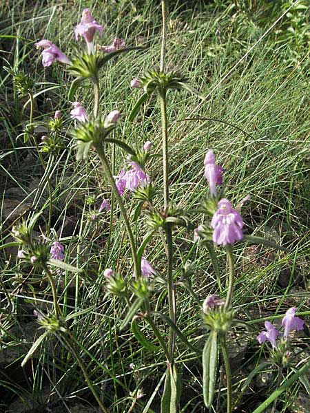 Galeopsis angustifolia / Red Hemp-Nettle, D Schwetzingen 4.9.2006