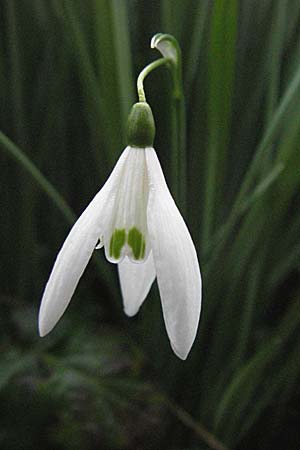 Galanthus nivalis \ Echtes Schneeglckchen / Snowdrop, D Pforzheim 3.3.2007