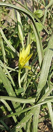 Gagea pratensis \ Wiesen-Gelbstern / Meadow Gagea, D Weinheim an der Bergstraße 3.4.2007