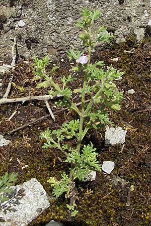 Teucrium botrys \ Trauben-Gamander, D Würzburg 16.6.2007