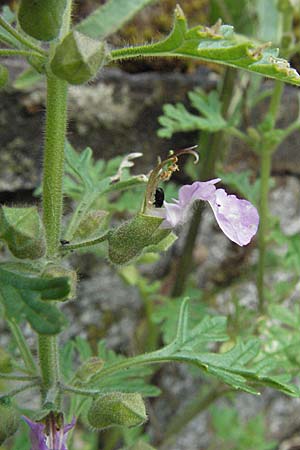 Teucrium botrys \ Trauben-Gamander / Cut-Leaved Germander, D Würzburg 16.6.2007