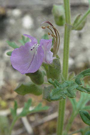 Teucrium botrys \ Trauben-Gamander, D Würzburg 16.6.2007