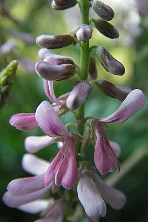 Indigofera potaninii \ Indigo-Strauch, D Hohensachsen 25.7.2007