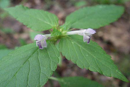 Galeopsis bifida \ Zweizipfeliger Hohlzahn / Bifid Hemp-Nettle, Lesser Hemp-Nettle, D Babenhausen 11.8.2007