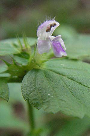 Galeopsis bifida \ Zweizipfeliger Hohlzahn / Bifid Hemp-Nettle, Lesser Hemp-Nettle, D Babenhausen 11.8.2007