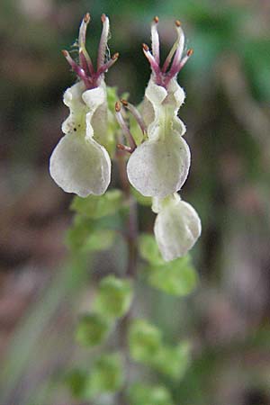 Teucrium scorodonia \ Salbei-Gamander / Wood Sage, D Schwarzwald/Black-Forest, Todtnau 18.8.2007