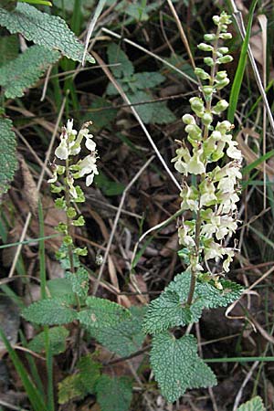 Teucrium scorodonia \ Salbei-Gamander, D Schwarzwald, Todtnau 18.8.2007