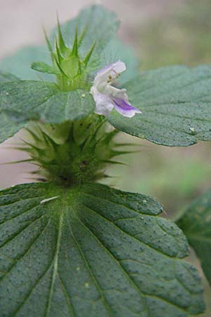 Galeopsis bifida \ Zweizipfeliger Hohlzahn / Bifid Hemp-Nettle, Lesser Hemp-Nettle, D Sandhausen 20.8.2007