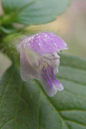 Galeopsis bifida \ Zweizipfeliger Hohlzahn, D Sandhausen 20.8.2007