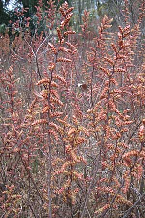 Myrica gale / Bog Myrtle, D Botan. Gar.  Universit.  Heidelberg 13.3.2008