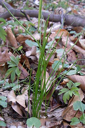 Gagea spathacea / Belgian Star of Bethlehem, D Hambrücken 29.3.2008