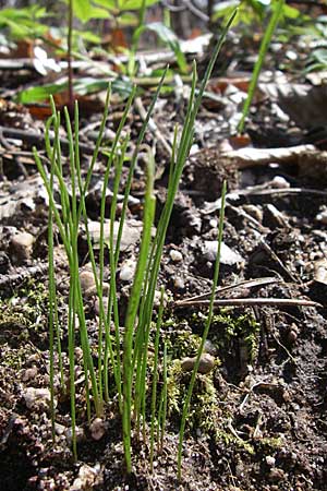 Gagea spathacea \ Scheiden-Gelbstern / Belgian Star of Bethlehem, D Hambrücken 29.3.2008