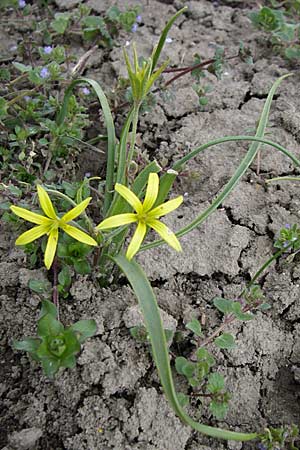 Gagea villosa \ Acker-Gelbstern, D Rheinhessen, Gau-Odernheim 13.4.2008