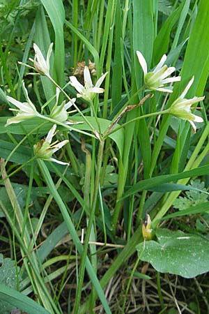 Gagea minima \ Kleiner Gelbstern / Small Star of Bethlehem, D Schweinfurt 25.4.2009