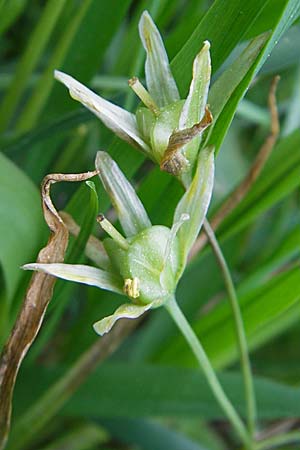 Gagea minima \ Kleiner Gelbstern / Small Star of Bethlehem, D Schweinfurt 25.4.2009